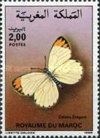 Desert Orange Tip (Colotis evagore)