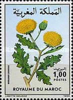Warionia saharae