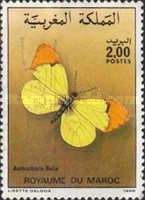Moroccan Orange Tip (Anthocharis belia)