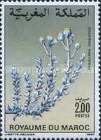 Otanthus maritimus