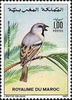 Desert Sparrow (Passer simplex)