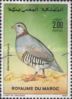 Barbary Partridge (Alectoris barbara)