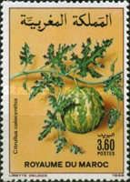 Citrullus colocynthia