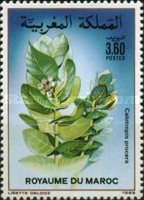 Calotropis procera