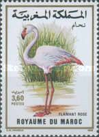 Greater Flamingo (Phoenicopterus roseus)