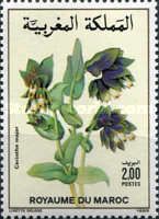 Cerinthe major