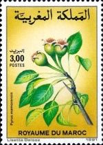Pyrus mamorensis