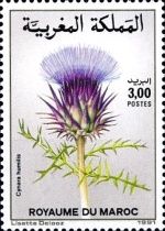 Cynara humilis