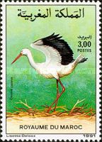 White Stork (Ciconia ciconia)