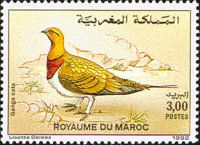 Pin-tailed Sandgrouse (Pterocles alchata)