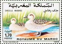 Marbled Teal (Marmaronetta angustirostris)