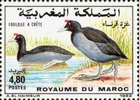 Red-knobbed Coot (Fulica cristata)