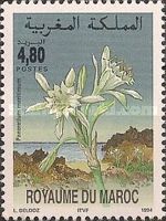 Pancratium maritimum
