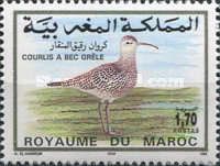 Slender-billed Curlew (Numenius tenuirostris)