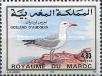 Audouin's Gull (Ichthyaetus audouinii)