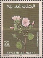 Malva hispanica
