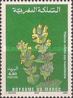 Phlomis crinita