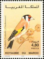 European Goldfinch (Carduelis carduelis)