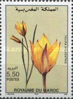 Tulipa sylvestris