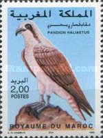 Osprey (Pandion haliaetus)