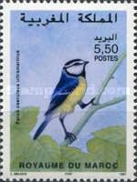 African Blue Tit (Cyanistes teneriffae)
