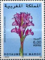 Orchis papilionacea