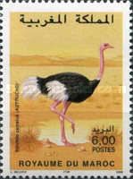 Common Ostrich (Struthio camelus)