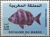 Zebra Seabream (Diplodus cervinus)