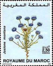Jasione montana