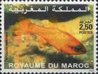 Cardinal Fish (Apogon imberbis)