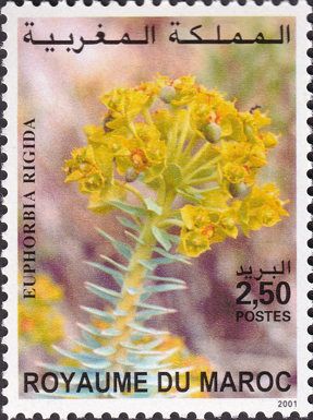 Euphorbia rigida