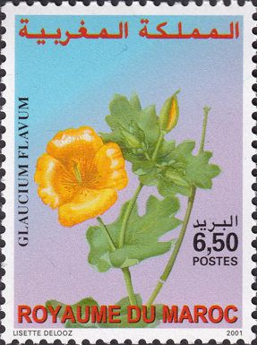 Glaucium flavum