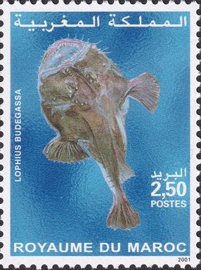Blackbellied Angler (Lophius budegassa)