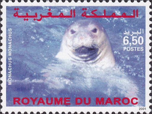 Mediterranean Monk Seal (Monachus monachus)