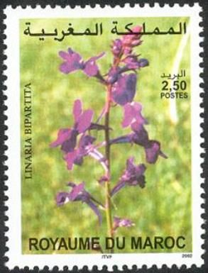 Linaria Bipartita