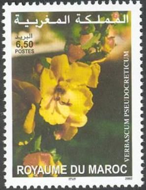 Verbascum Pseudocreticum