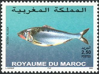 Allis Shad (Alosa alosa)