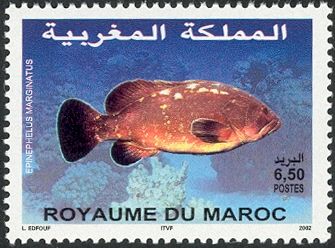 Dusky Grouper (Epinephelus marginatus)