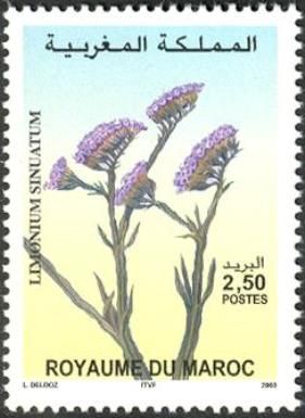 Limonium sinuatum