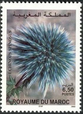 Echinops spinosus