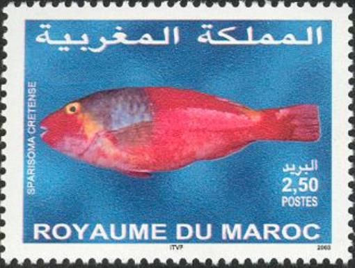 Mediterranean Parrotfish (Sparisoma cretense)
