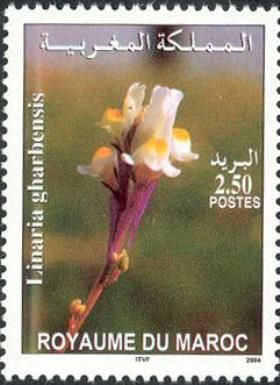 Moroccan flora - Linaria gharbensis