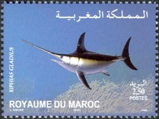 Swordfish (Xiphias gladius)