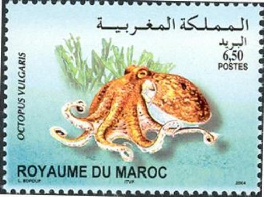Common Octopus (Octopus vulgaris)