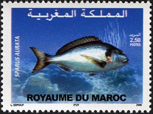 Gilthead Seabream (Sparus aurata)