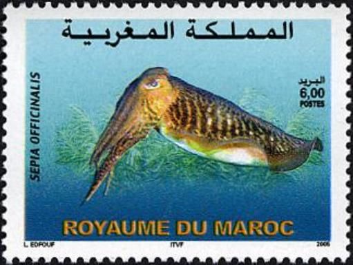Common Cuttlefish (Sepia officinalis)