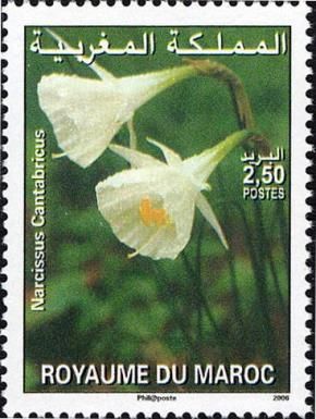 Narcissus cantabricus
