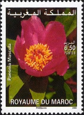 Paeonia mascula