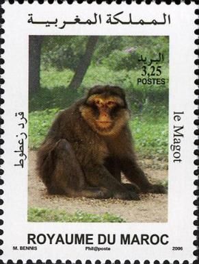 Barbary Macaque (Macaca sylvanus)