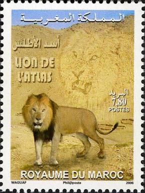 Barbary Lion (Panthera leo leo)